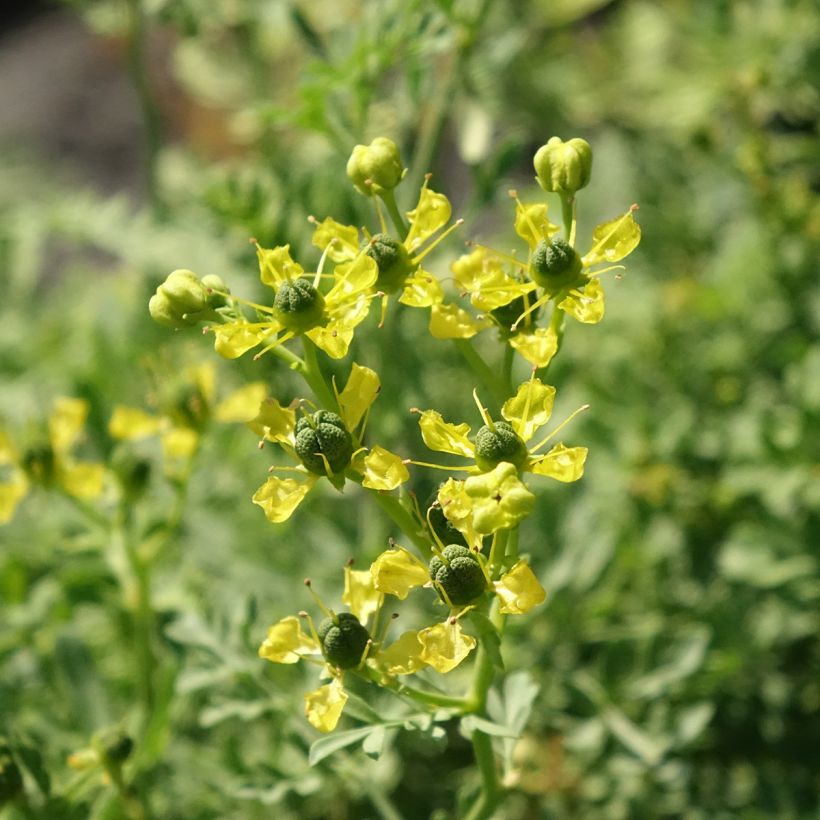 Wein-Raute - Ruta graveolens (Flowering)