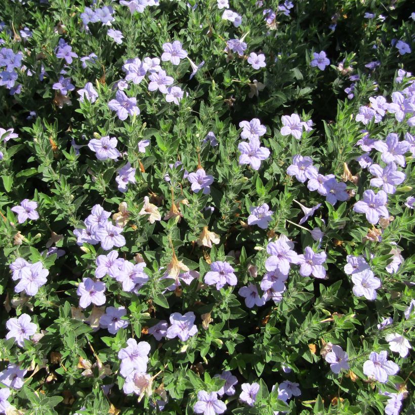 Ruellia humilis - Behaarte Ruellie (Plant habit)
