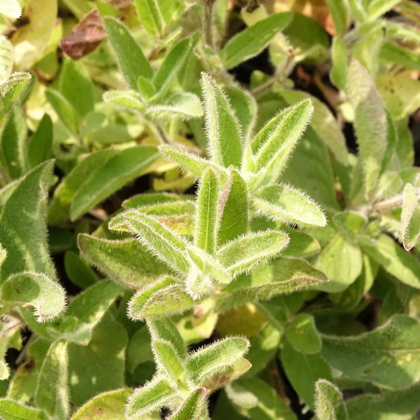 Ruellia humilis - Behaarte Ruellie (Foliage)