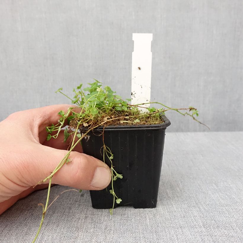 Example of Cymbalaria muralis Alba - Zymbelkraut Kleine Töpfe von 8/9 cm as you get in hiver