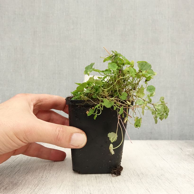 Example of Cymbalaria muralis - Zymbelkraut Kleine Töpfe von 8/9 cm as you get in automne