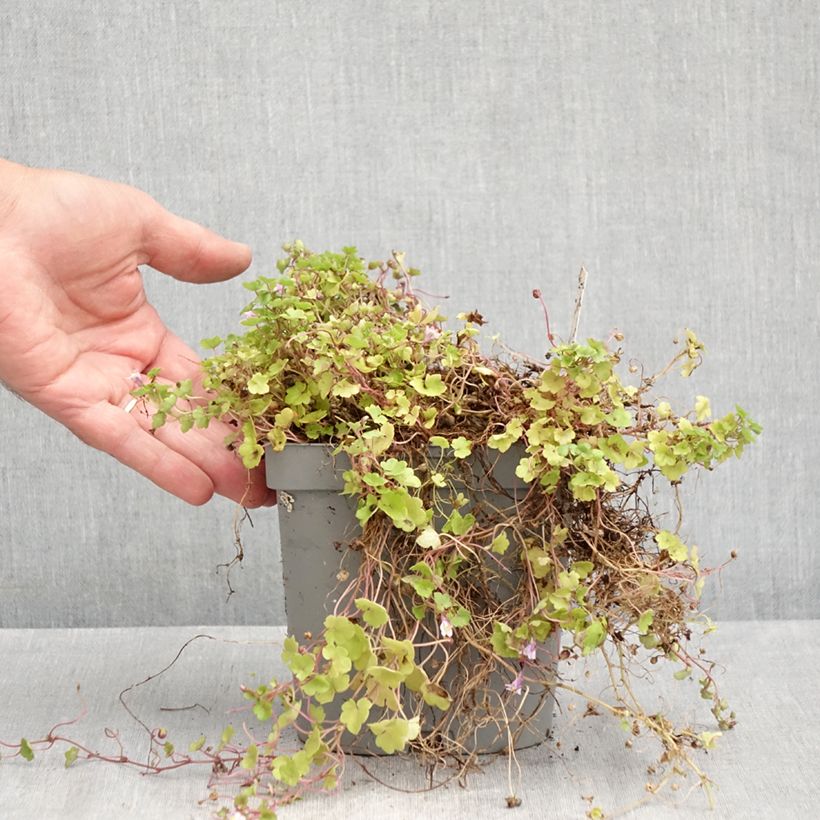 Example of Cymbalaria muralis - Zymbelkraut Topf mit 2L/3L as you get in ete