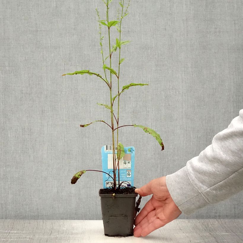Exemplar von Ampfer - Rumex sauvignea Kleine Töpfe von 8/9 cm wie im Sommer geliefert