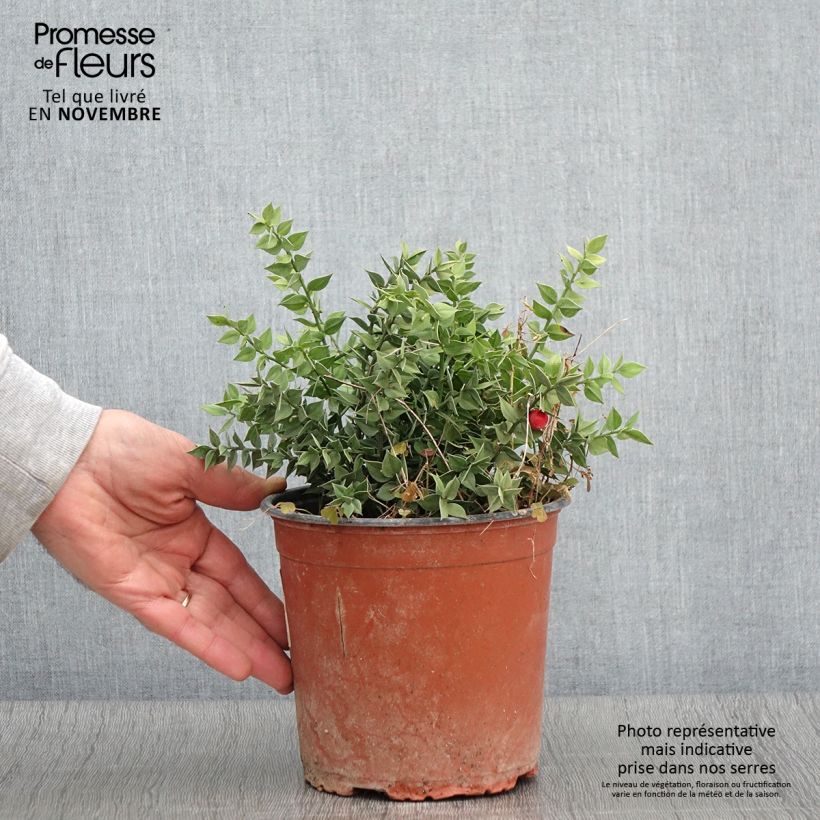Example of Ruscus aculeatus - Stechender Mäusedorn Topf mit 2L/3L as you get in automne