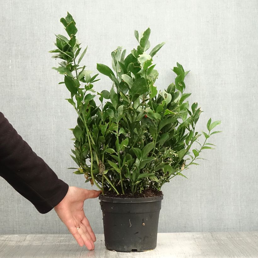 Example of Ruscus hypoglossum - Hadernblatt Topf mit 3L/4L as you get in automne