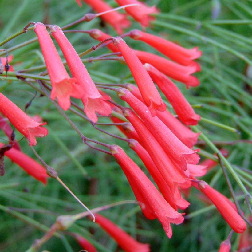 Russelia equisetiformis - Russelie (Flowering)
