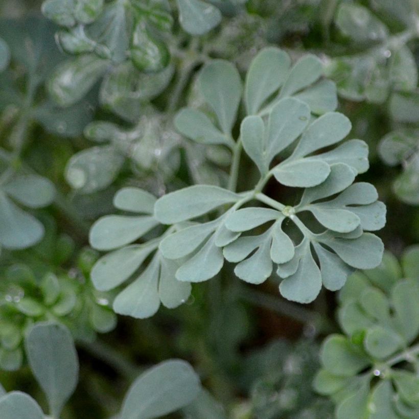 Wein-Raute Jackman's blue - Ruta graveolens (Foliage)