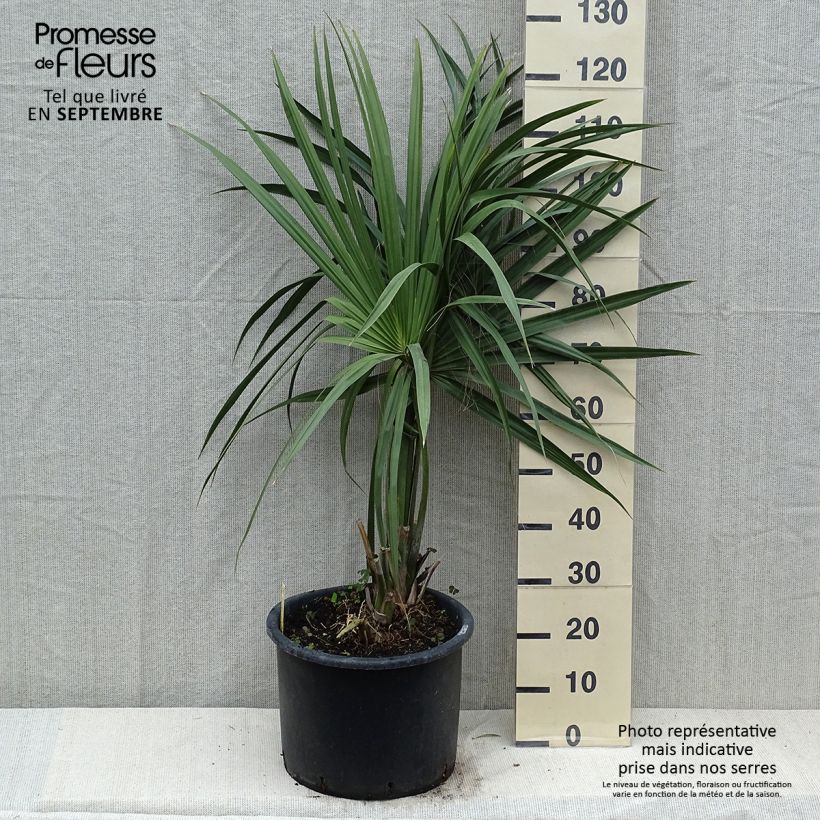 Example of Sabal minor - Zwerg-Pamelopalme Topf mit 20L/25L as you get in automne