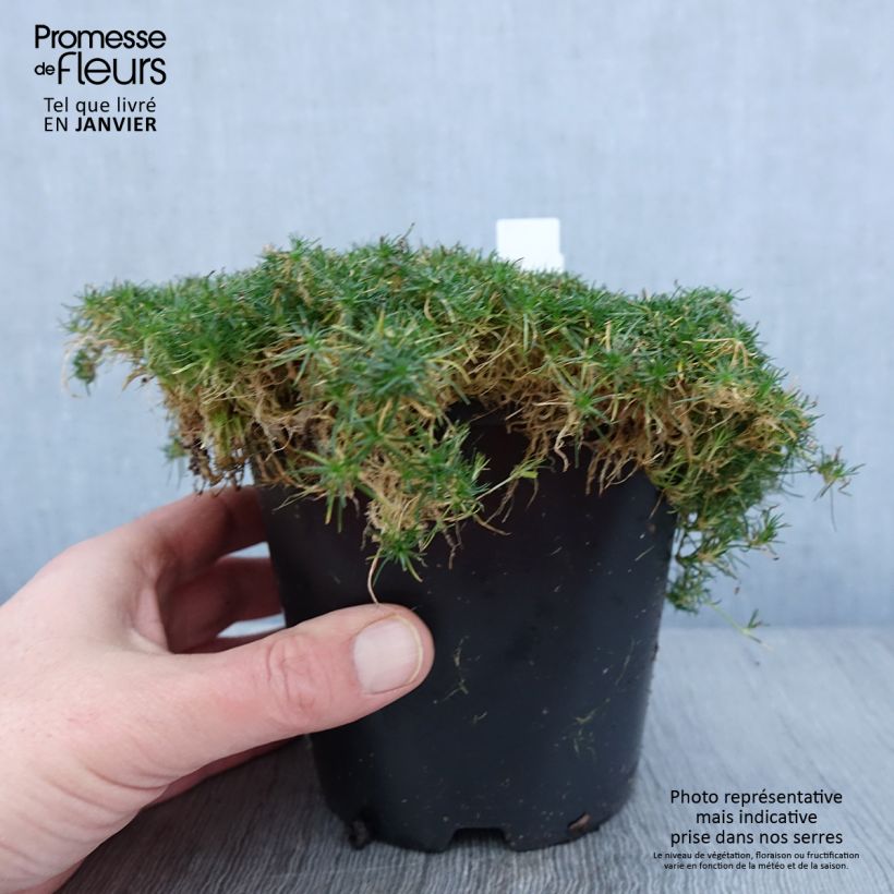 Example of Sagina subulata Green Moss - Pfriemblättriges Mastkraut Topf mit 1,5L/2L as you get in hiver