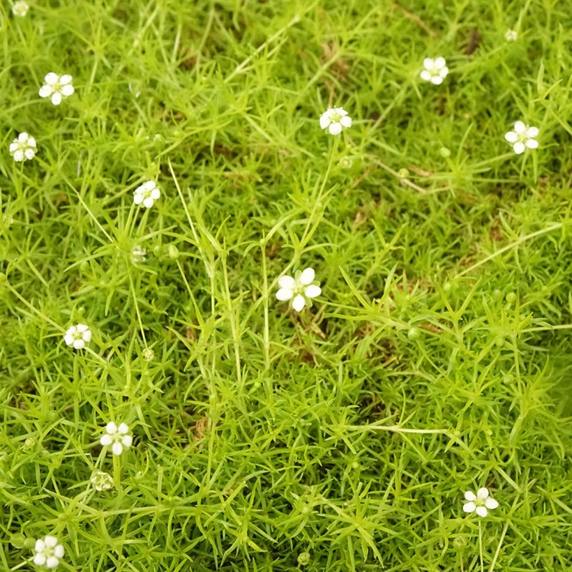 Sagina subulata Aurea - Pfriemblättriges Mastkraut (Foliage)