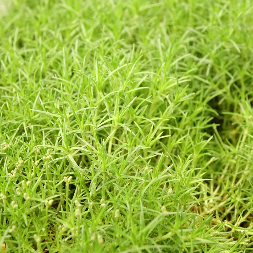 Sagina subulata Pine Green - Pfriemblättriges Mastkraut (Foliage)