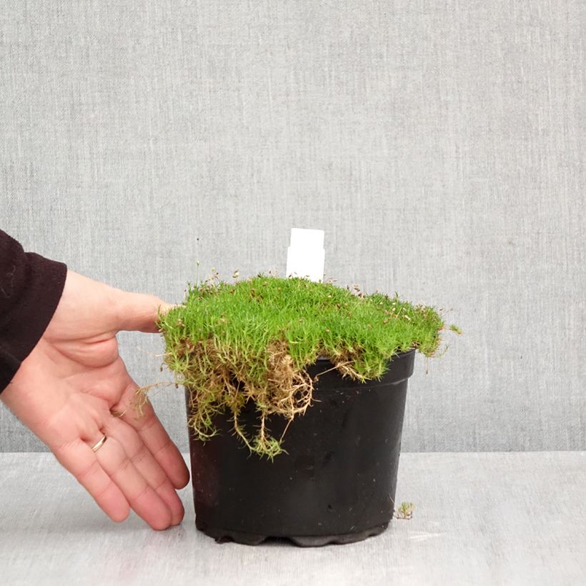 Exemplar von Sagina subulata - Sagine subulée Pot de 2L/3L wie im Herbst geliefert