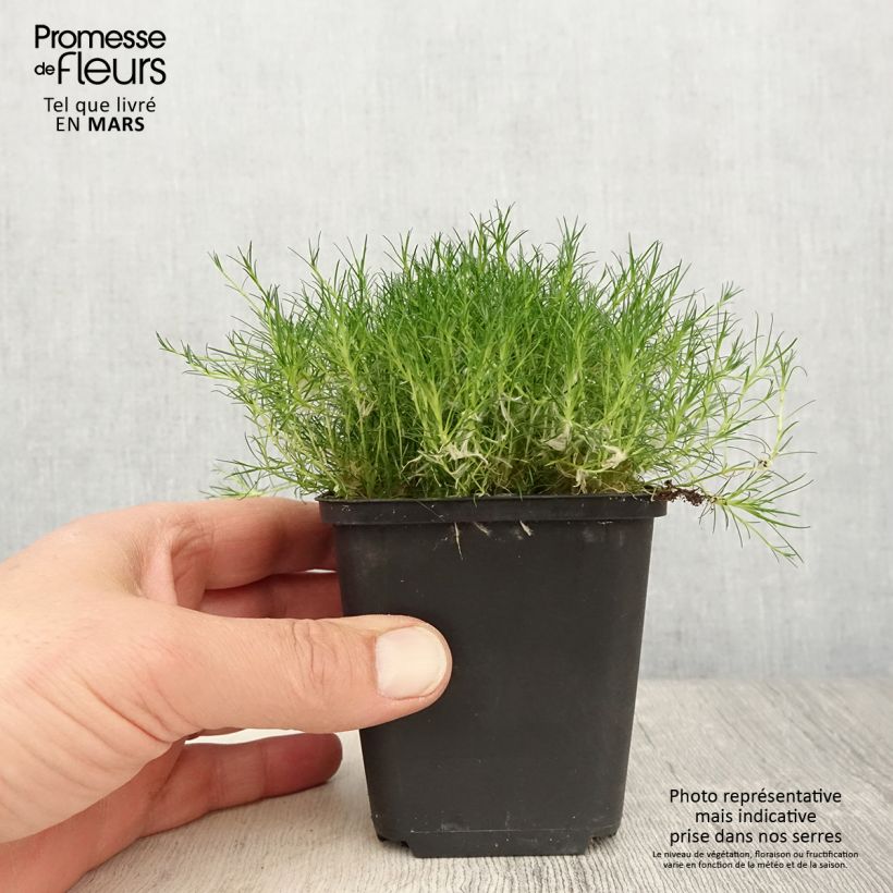 Example of Sagina subulata Scottish Moss - Pfriemblättriges Mastkraut Kleine Töpfe von 8/9 cm as you get in printemps