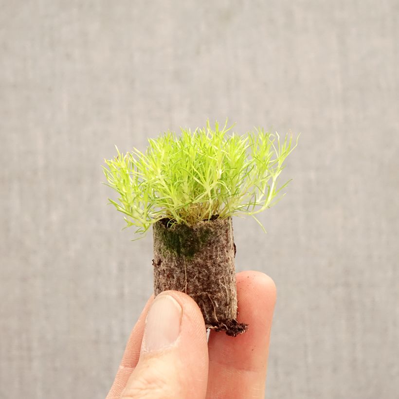 Exemplar von Sagina subulata Scottish Moss - Pfriemblättriges Mastkraut Mini-Plug Ø 1,5/2,5 cm wie im Frühjahr geliefert