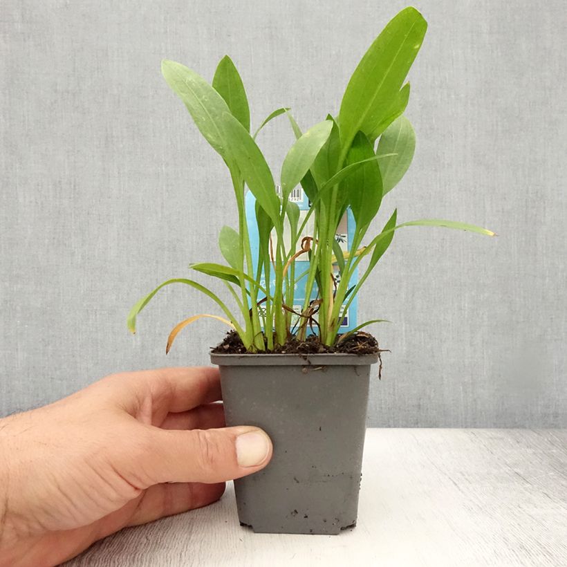 Example of Sagittaria graminea - Grasblättriges Pfeilkraut Kleine Töpfe von 8/9 cm as you get in ete