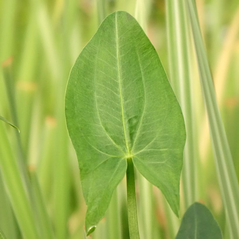 Sagittaria latifolia - Breitblättriges Pfeilkraut (Foliage)