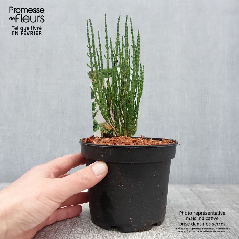 Example of Gemeiner Queller - Salicornia europaea Topf mit 2L/3L as you get in hiver