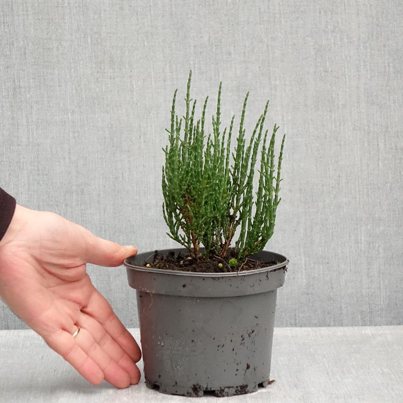 Exemplar von Gemeiner Queller - Salicornia europaea Topf mit 1,5L/2L wie im Herbst geliefert