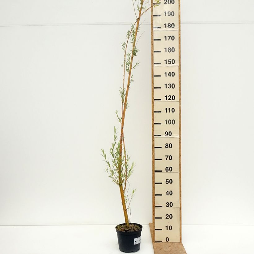 Example of Silber-Weide Golden Ness - Salix alba Topf mit 4L/5L as you get in ete