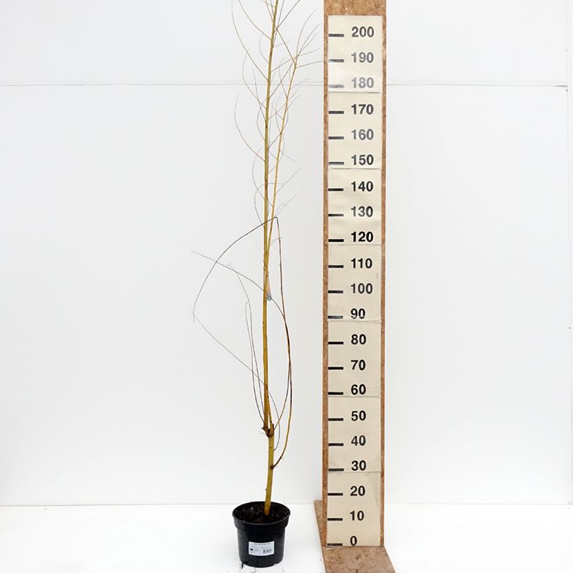 Exemplar von Silber-Weide Golden Ness - Salix alba Topf mit 4L/5L wie im Winter geliefert