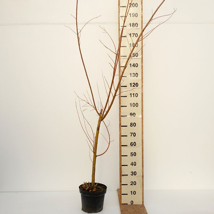 Exemplar von Silber-Weide Strachowo - White Willow, Common Willow Topf mit 7,5L/10L wie im Herbst geliefert