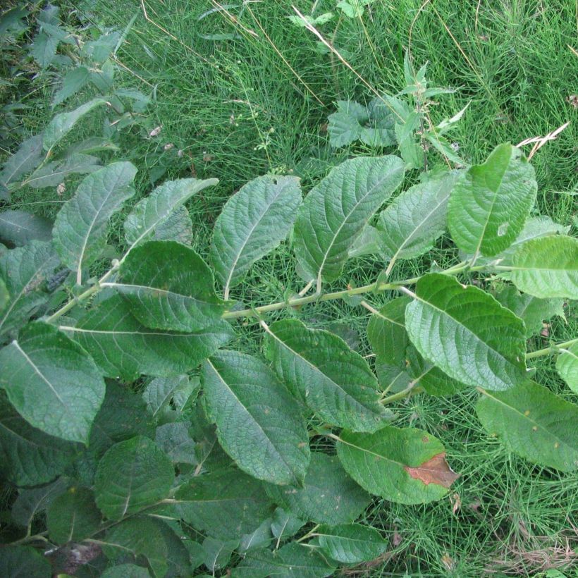 Ohr-Weide - Salix aurita (Foliage)