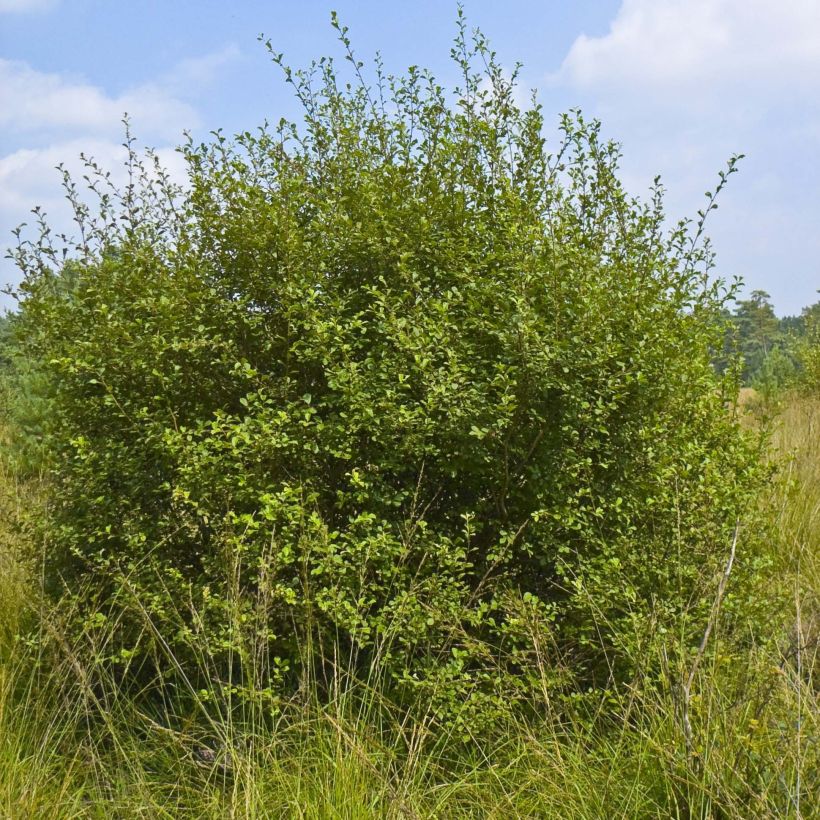 Ohr-Weide - Salix aurita (Plant habit)