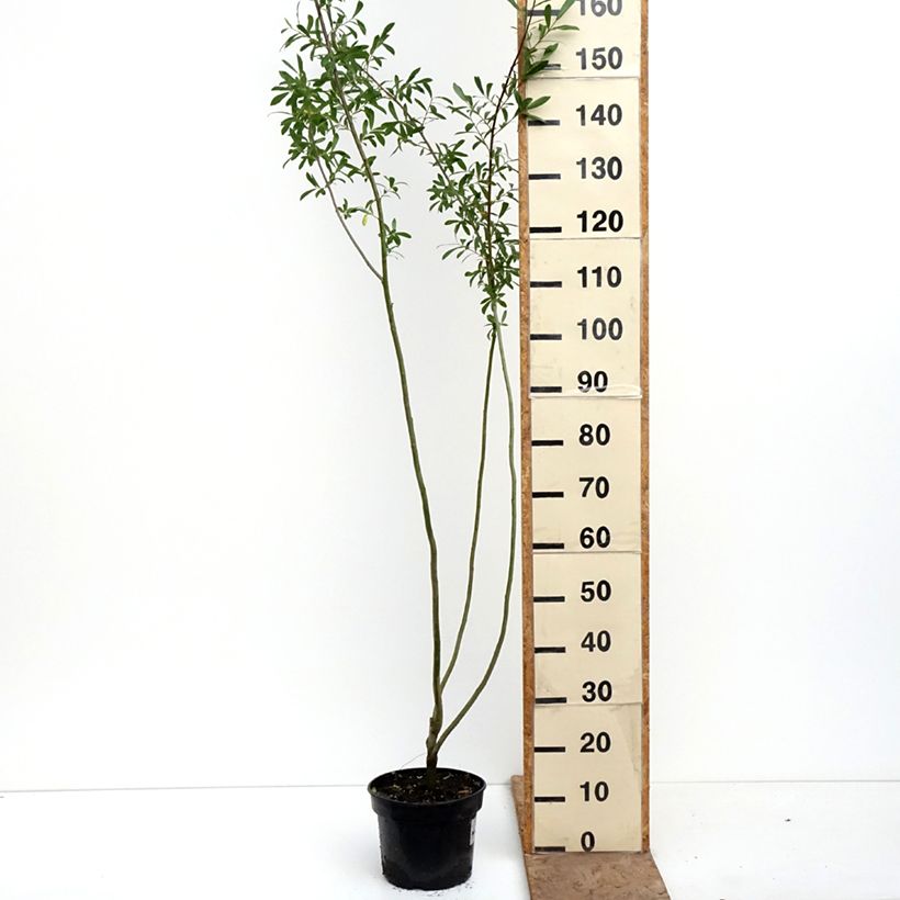Exemplar von Ohr-Weide Büchelberg - Salix aurita Topf mit 4L/5L wie im Frühjahr geliefert