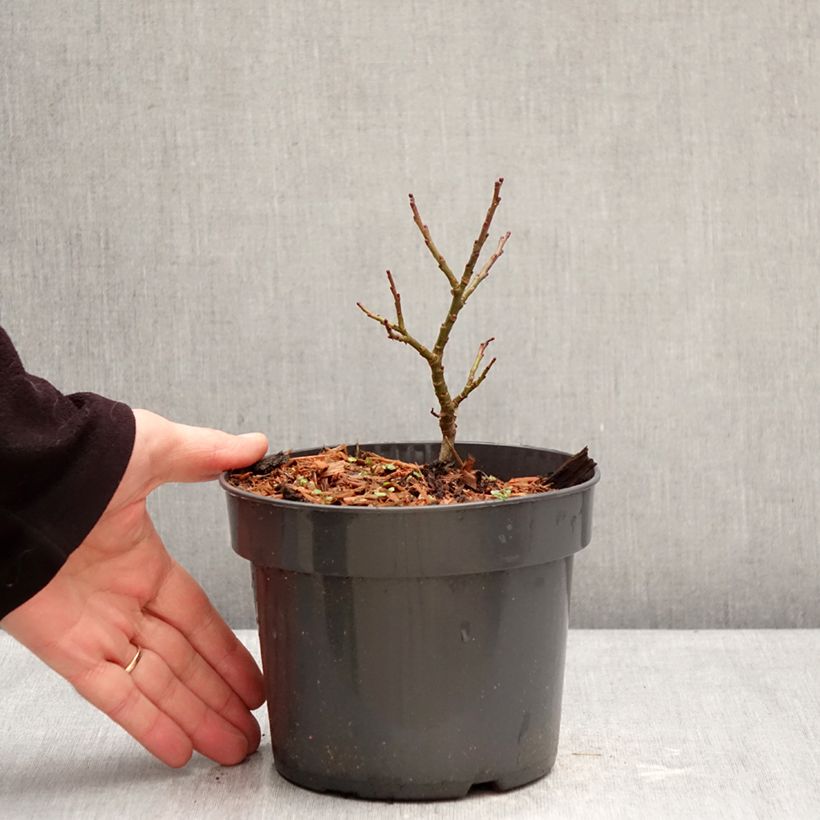 Exemplar von Zwergweide Boydii - Salix Topf mit 2L/3L wie im Winter geliefert