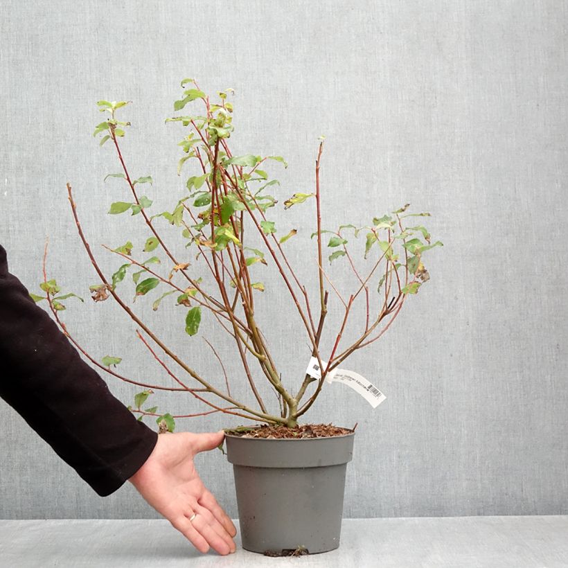 Exemplar von Sal-Weide Gold-Bienenkätzchen - Salix caprea Topf mit 3L/4L wie im Herbst geliefert