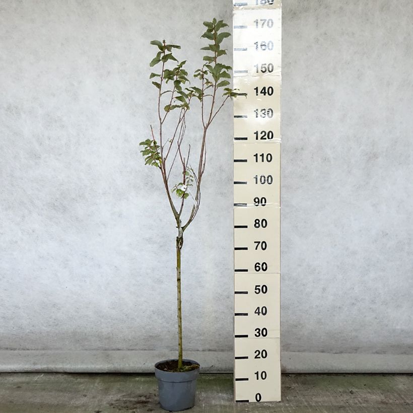 Example of Sal-Weide Gold-Bienenkätzchen - Salix caprea Topf mit 3L/4L as you get in ete