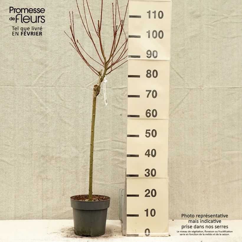 Exemplar von Sal-Weide Gold-Bienenkätzchen - Salix caprea Topf mit 3L/4L wie im Winter geliefert