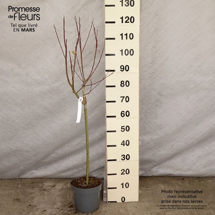 Exemplar von Sal-Weide Gold-Bienenkätzchen - Salix caprea Topf mit 3L/4L wie im Frühjahr geliefert