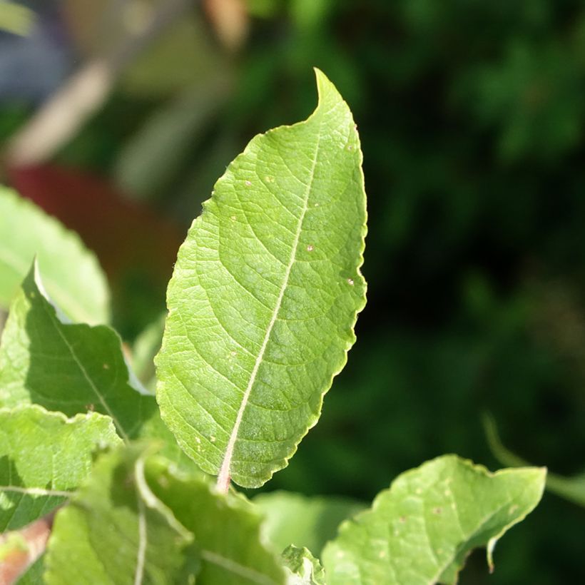 Sal-Weide Gold-Bienenkätzchen - Salix caprea (Foliage)