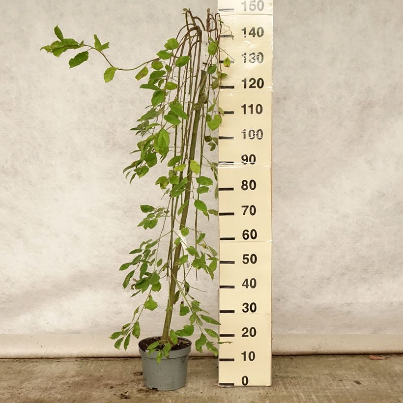 Exemplar von Sal-Weide Kilmarnock - Salix caprea Topf mit 4L/5L, Stamm wie im Sommer geliefert