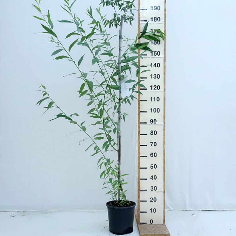 Example of Sal-Weide - Salix caprea Topf mit 7,5L/10L as you get in ete
