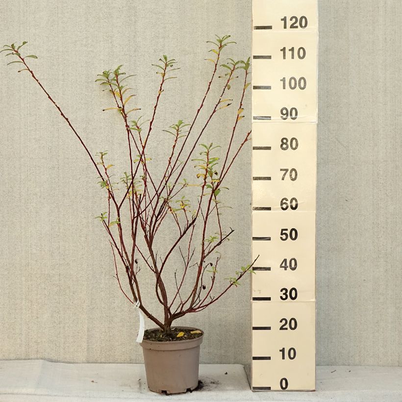 Example of Rosa Riesen-Salweide Mount Aso - Salix gracilistyla Topf mit 4L/5L as you get in automne