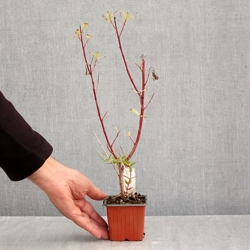 Exemplar von Rosa Riesen-Salweide Mount Aso - Salix gracilistyla Kleine Töpfe von 8/9 cm wie im Herbst geliefert