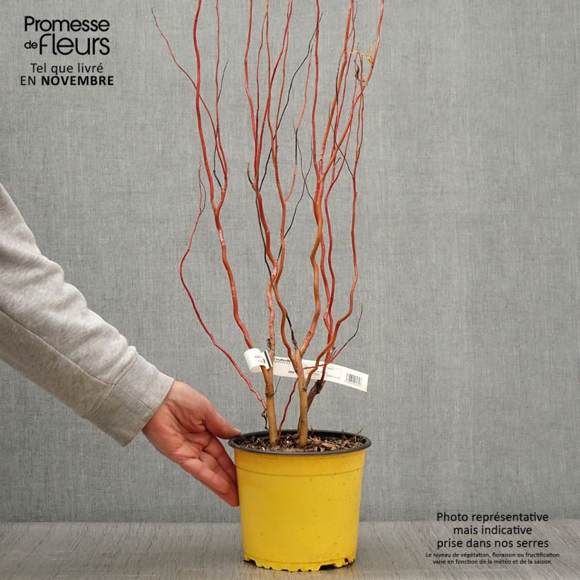 Example of Lockenweide - Salix erythroflexuosa Topf mit 3L/4L as you get in automne