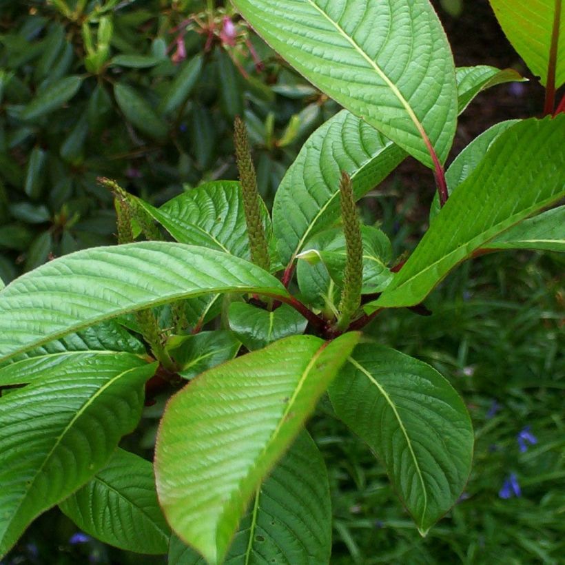 Farges Weide - Salix fargesii (Foliage)