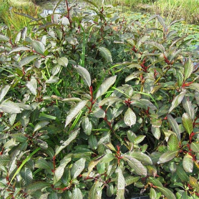 Farges Weide - Salix fargesii (Plant habit)