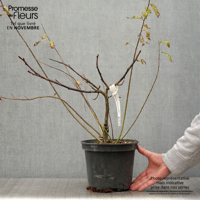 Example of Farges Weide - Salix fargesii Topf mit 4L/5L as you get in automne