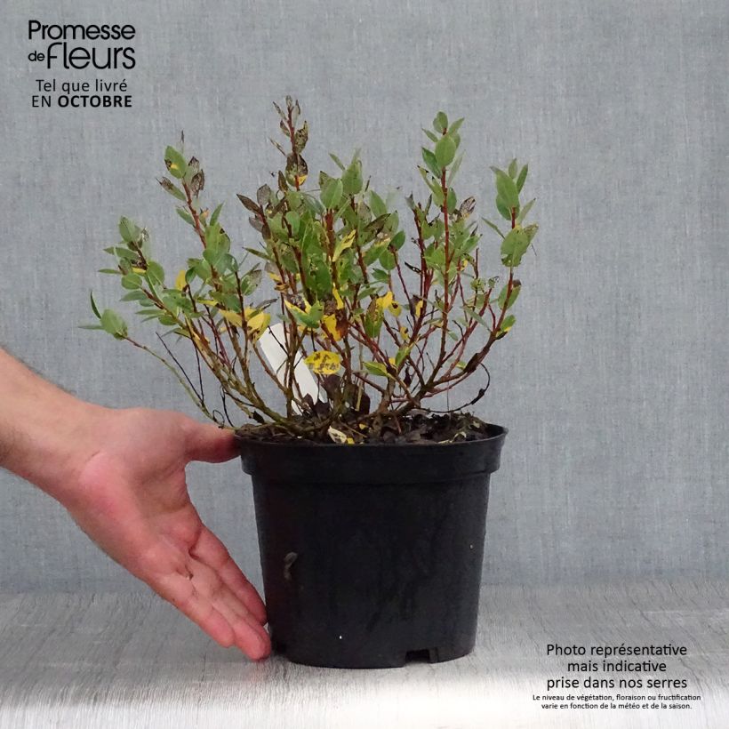 Example of Spieß-Weide Wehrhahnii - Salix hastata Topf mit 2L/3L as you get in automne