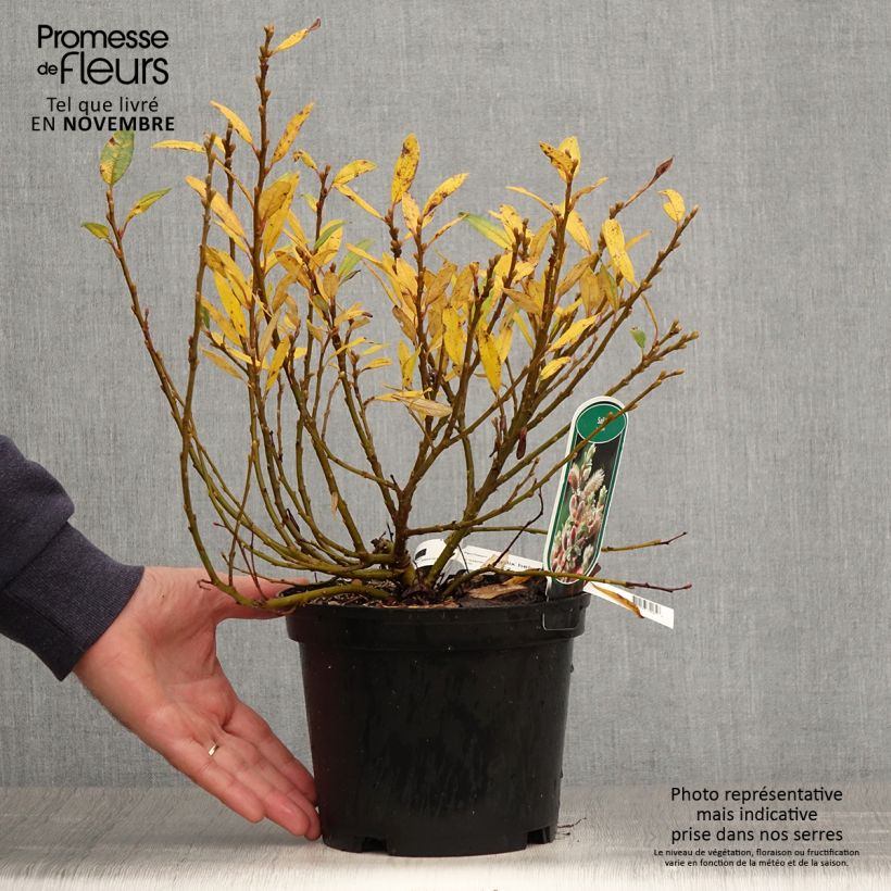 Example of Schweizer Weide - Salix helvetica Topf mit 2L/3L as you get in automne