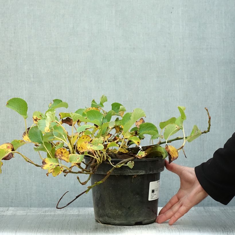 Example of Kurilen-Weide - Salix kurilensis Topf mit 4L/5L as you get in automne