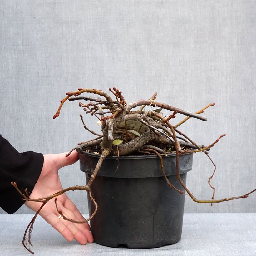 Exemplar von Kurilen-Weide - Salix kurilensis Topf mit 4L/5L wie im Winter geliefert