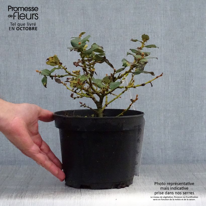 Example of Filzige Weide - Salix lanata Topf mit 2L/3L as you get in automne