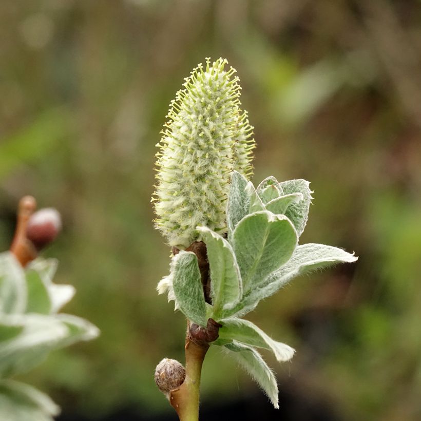 Filzige Weide - Salix lanata (Flowering)