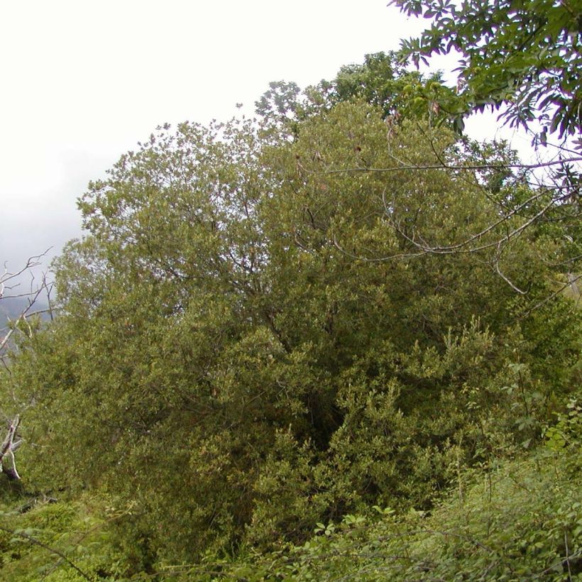Purpur-Weide - Salix purpurea (Plant habit)