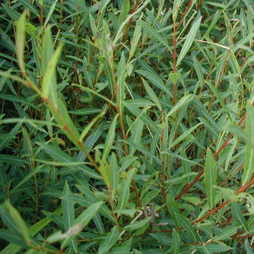 Purpur-Weide - Salix purpurea (Foliage)
